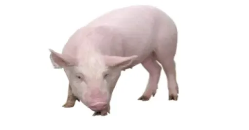 Спалах хвороби зафіксовано 1 вересня в НПП «Слобожанський» Богодухівського району, до якого належить і Валківська громада. Виявлено 9 померлих тварин.