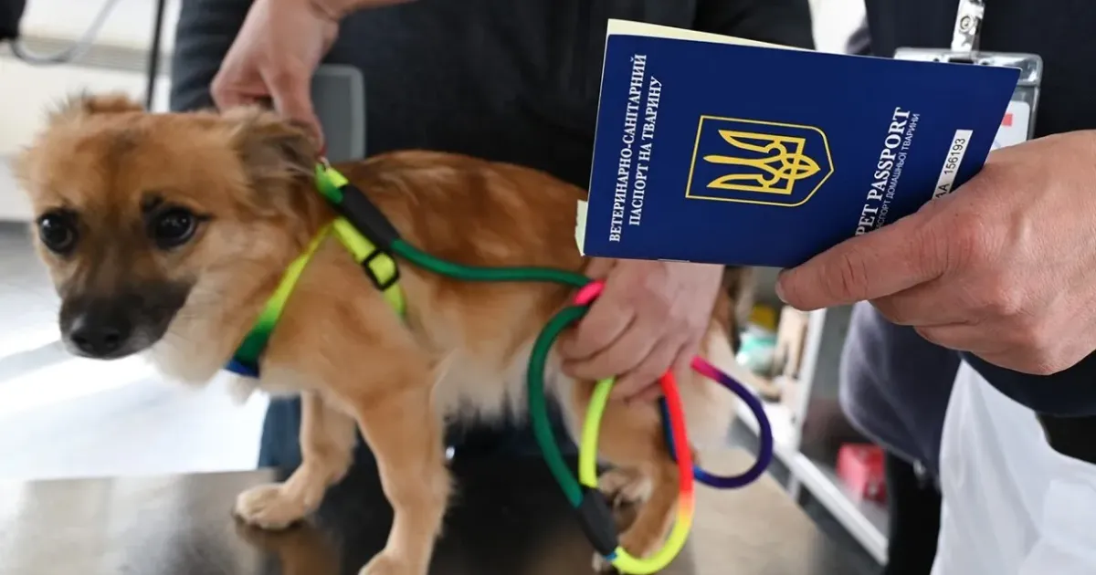 Фото з відкритих джерел Якщо на початку російської агресії з боку ЄС були послаблення до українців щодо перетину кордону з домашніми тваринами, то тепер вимоги до документів відновлено в повному обсязі.