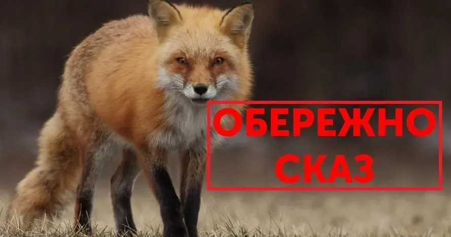 Фото з відкритих джерел Пероральна імунізація від сказу – єдиний дієвий спосіб профілактичної вакцинації диких тварин проти сказу. Вакцина (принади) сприяє створенню імунітету та не викликає захворювання сказу у диких м’ясоїдних тварин, а також безпечна для інших тварин.